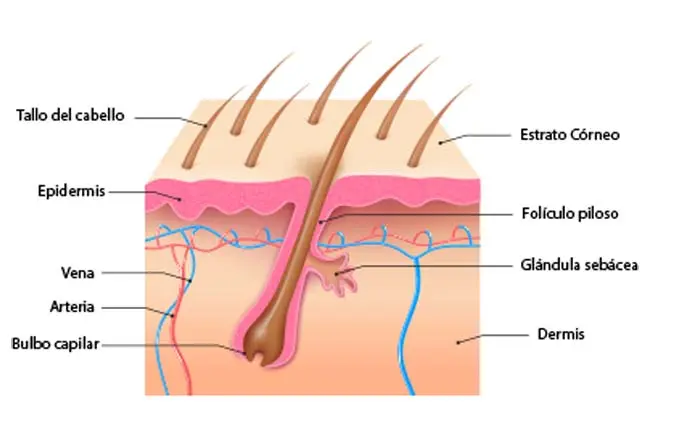 el cabello crecimiento estructura capilar color - Cómo afecta la estructura del cabello la coloracion