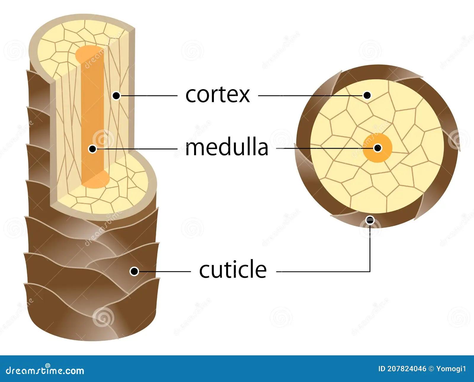 la médula capilar - Cómo aplicar la médula en el cabello