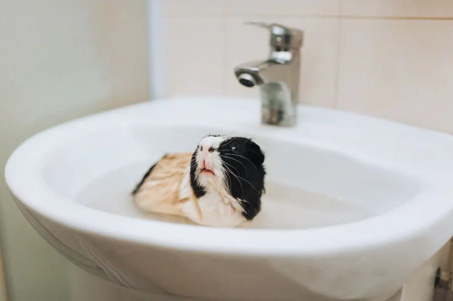 cuidados de cobayas de pelo largo - Cómo bañar a una cobaya de pelo largo