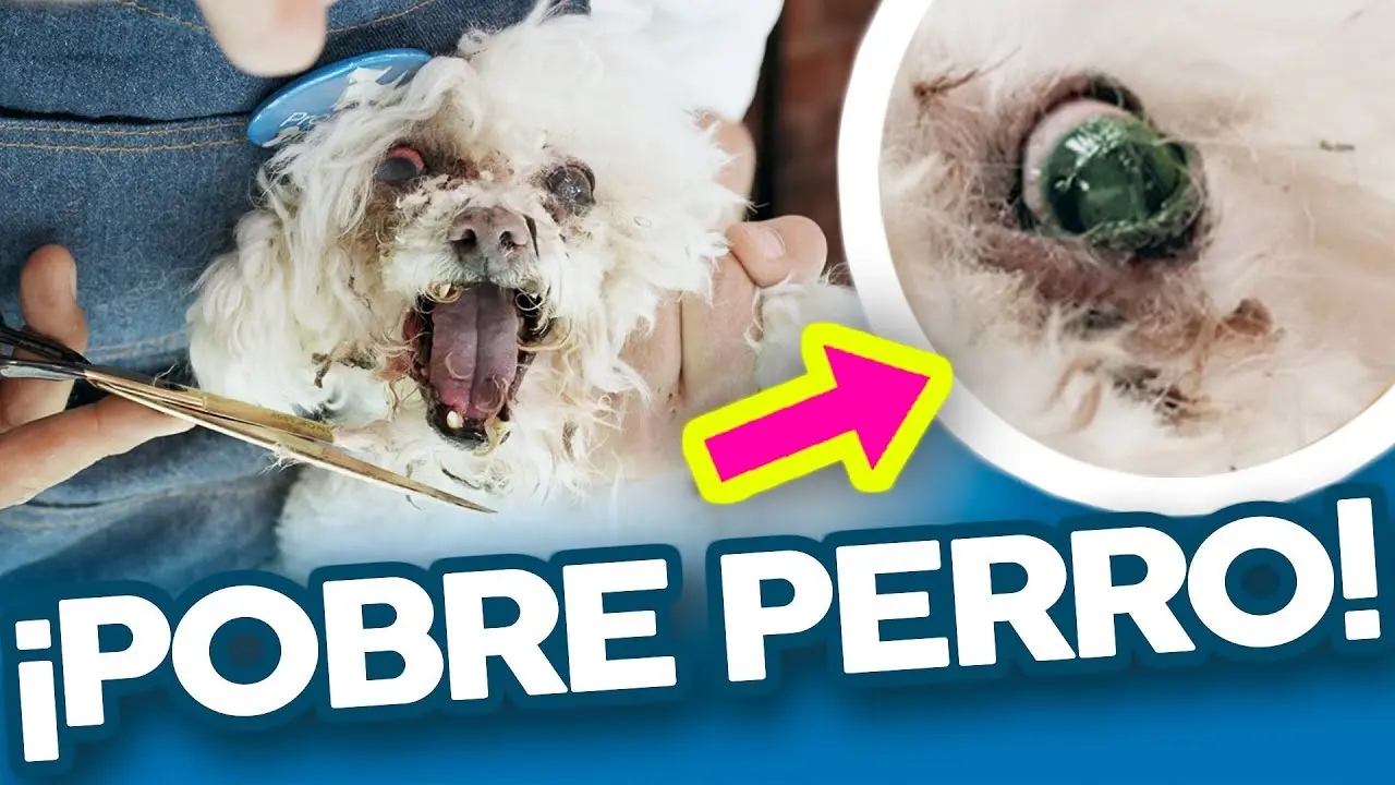 como cortar el pelo a un perro que muerde - Cómo calmar a un perro que muerde