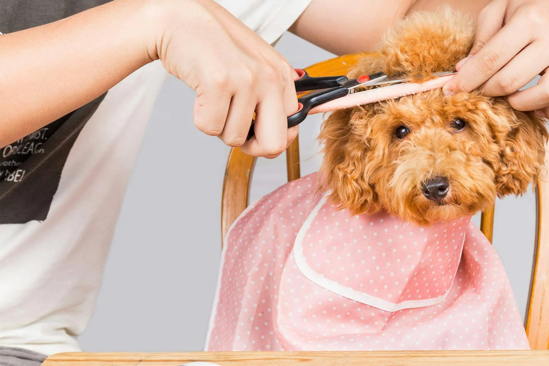 como cortar el pelo de los ojos a un caniche - Cómo cortar el pelo de perro alrededor de los ojos