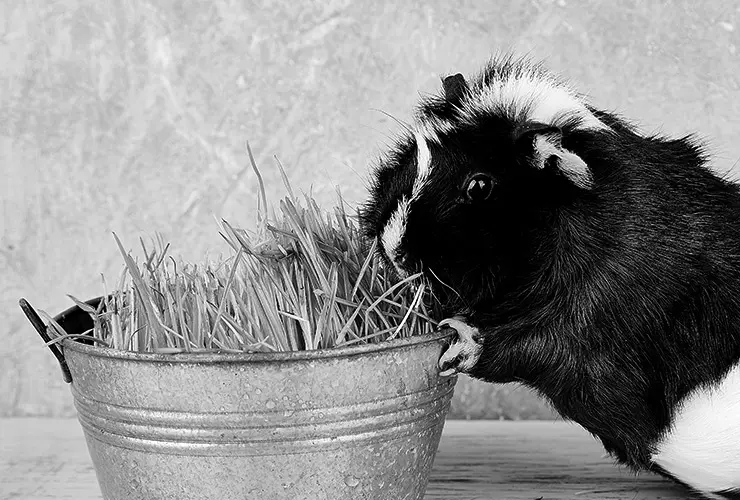 cuidados de cobayas de pelo largo - Cómo cuidar a un cobaya en casa