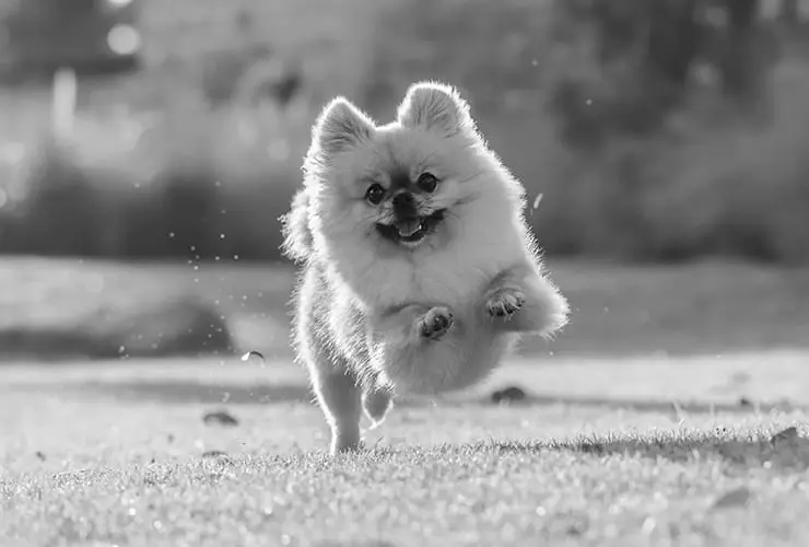 como hacer crecer el pelo de un pomerania - Cómo cuidar el pelo a un Pomerania