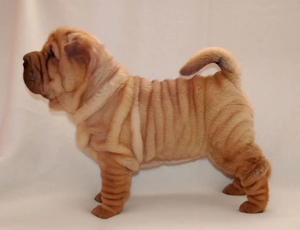 mi shar pei pierde mucho pelo - Cómo cuidar la piel de un perro shar pei