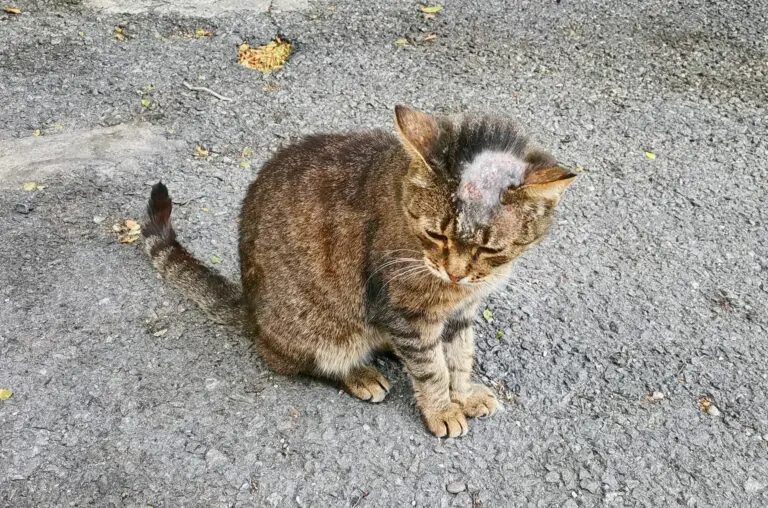 mi gato tiene huecos sin pelo - Cómo curar los pelones de mi gato