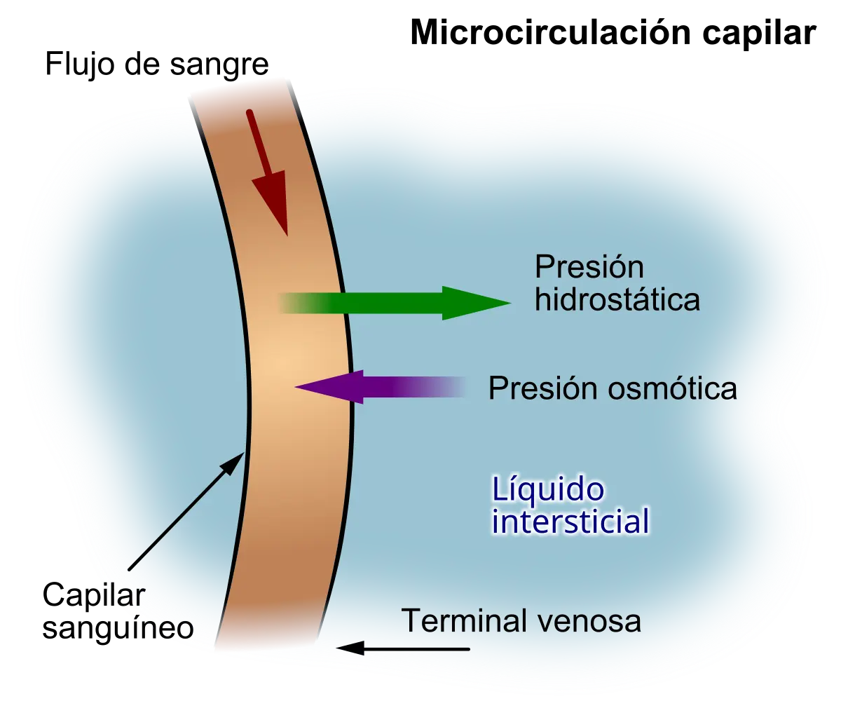 como ingresa el liquido al capilar linfatico desde el intersticio - Cómo entra el líquido en el sistema linfático