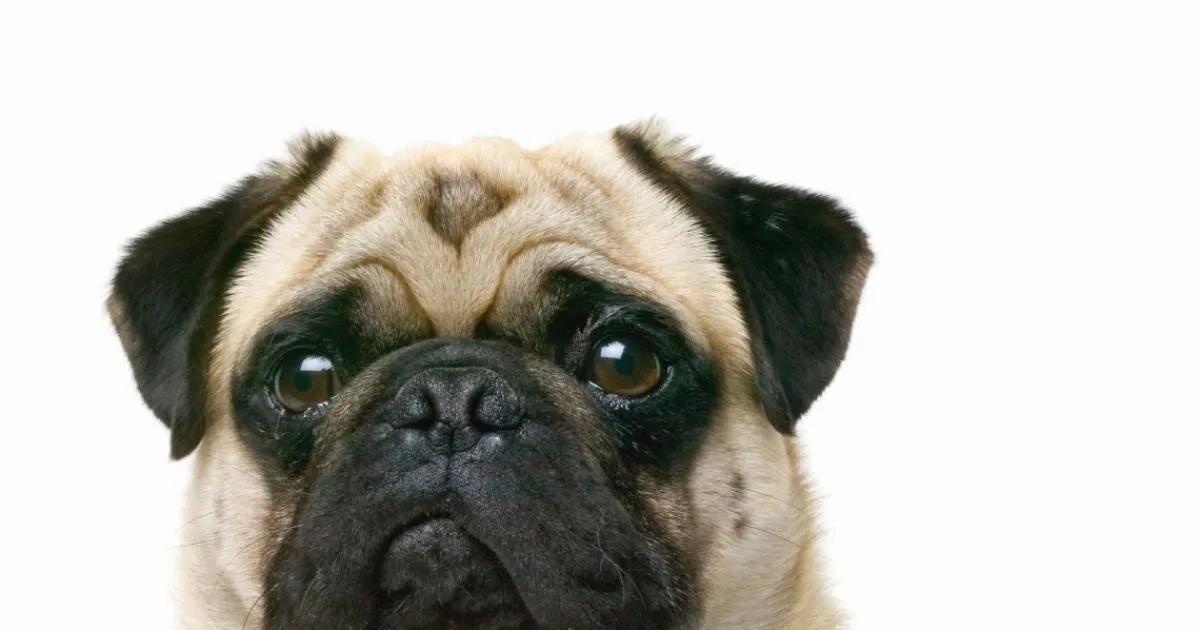 perro pug con peluca - Cómo es el cráneo del perro Pug