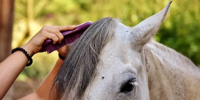 el caballo tiene pelo - Cómo es la piel de los caballos