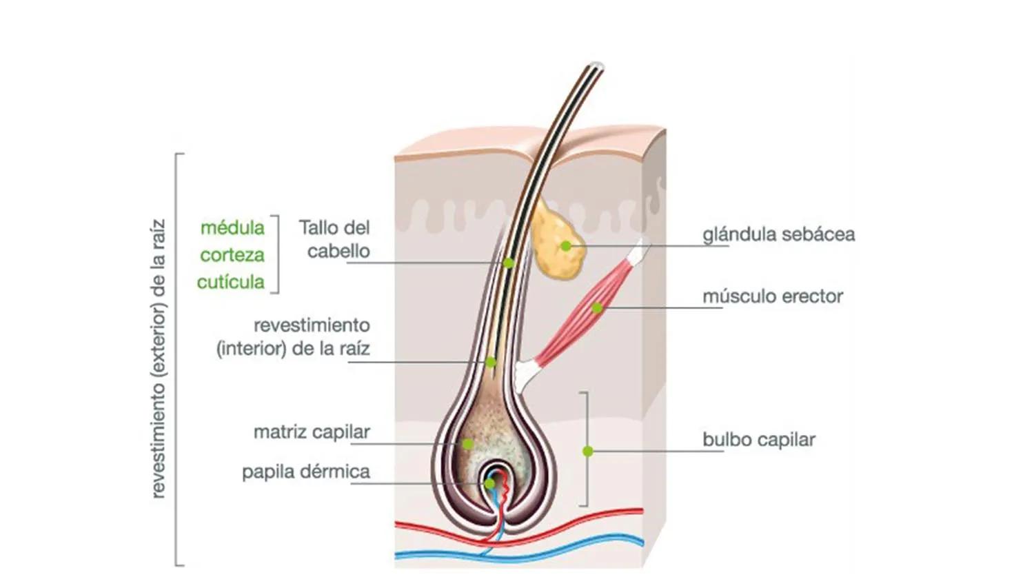 como esta formado el tallo del pelo - Cómo está compuesta la estructura capilar