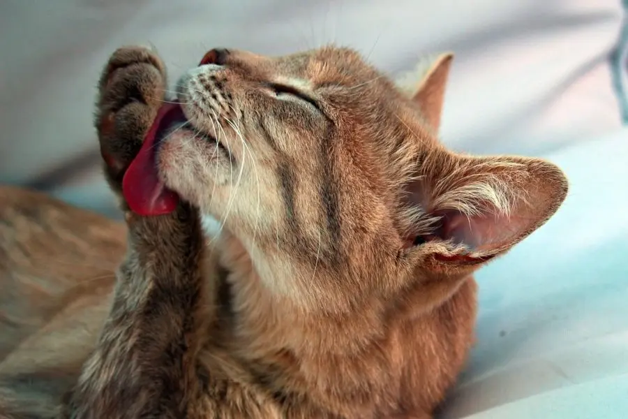 bolas de pelo gatos que hacer - Cómo evitar las bolas de pelo en los gatos