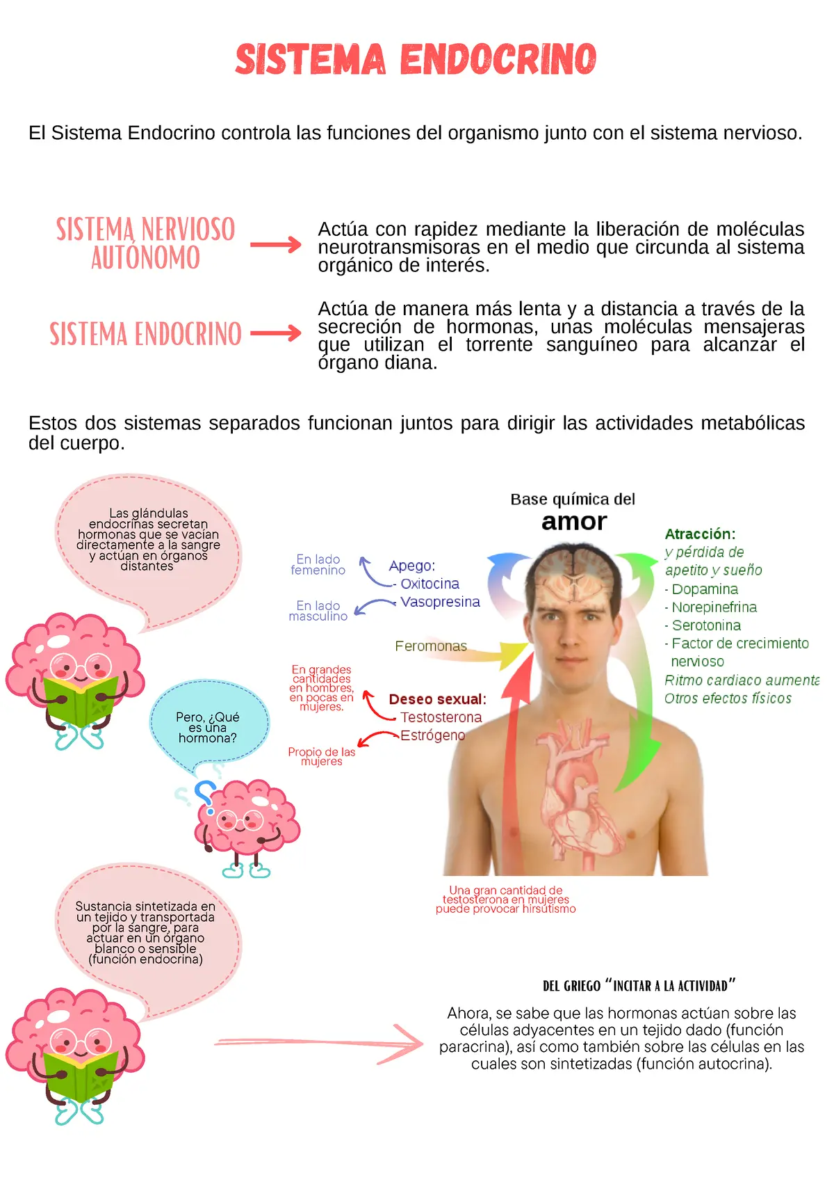 funcion del sistema endocrino como es en el sistema capilar - Cómo influye el sistema endocrino en la piel