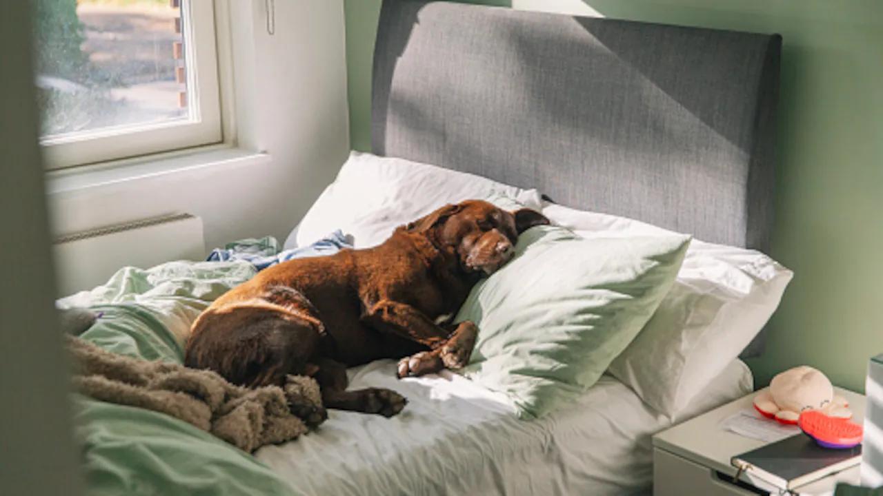 como quitar el pelo de perro de la cama - Cómo limpiar pelos de la cama