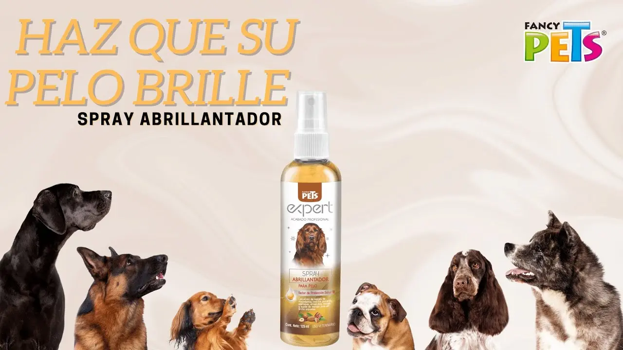 abrillantador par el pelo del labrador - Cómo mantener el pelo de un labrador