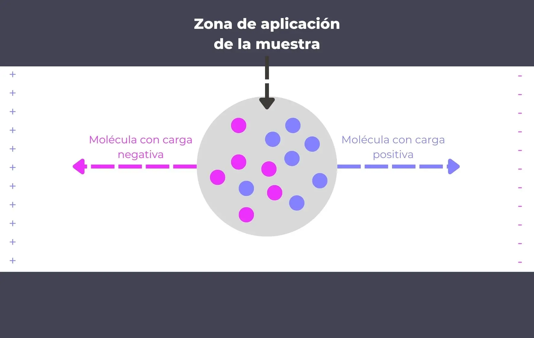 en una corrida efectuada por electroforesis capilar migran hacia - Cómo migra el ADN en la electroforesis