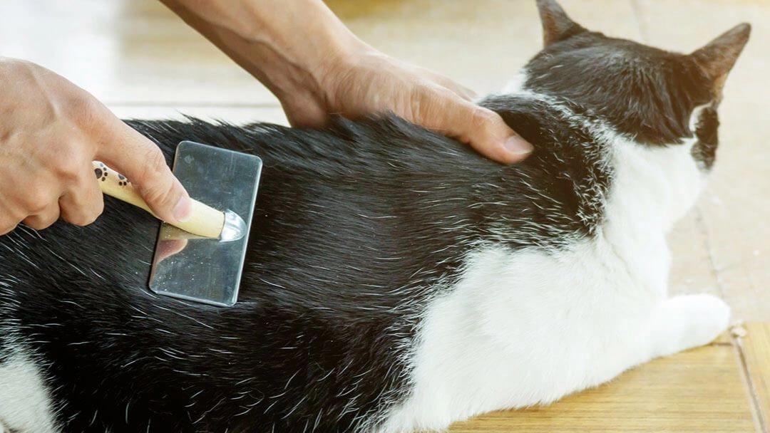 como peinar a un gato de pelo largo - Cómo peinar a mi gato sin que se enoje