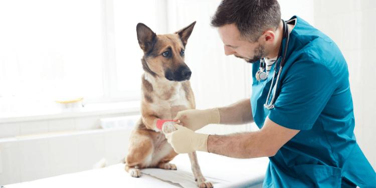 como quitar pegamento del pelo de mi perro - Cómo quitar el pegamento del pelo de perro