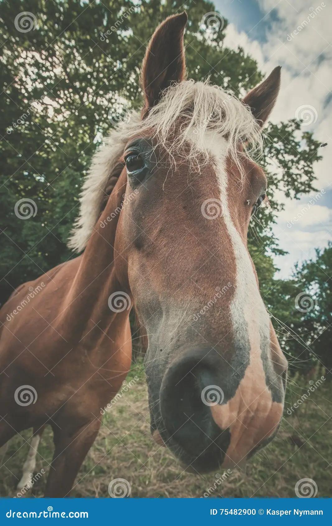 corte de pelo en caballos - Cómo quitar el pelo largo de un caballo