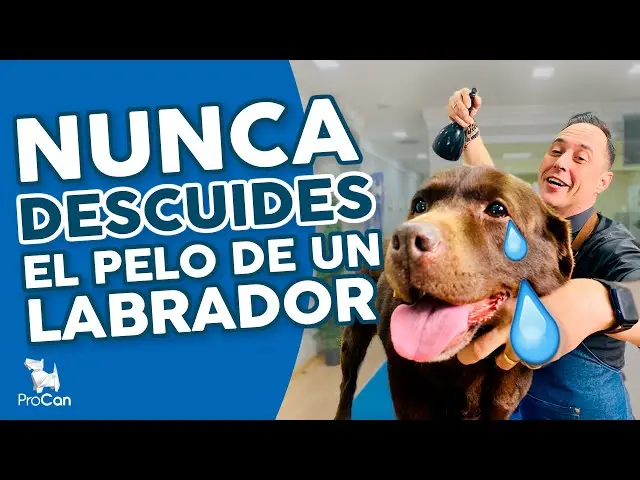 se le puede cortar el pelo a un labrador - Cómo quitar pelos labrador