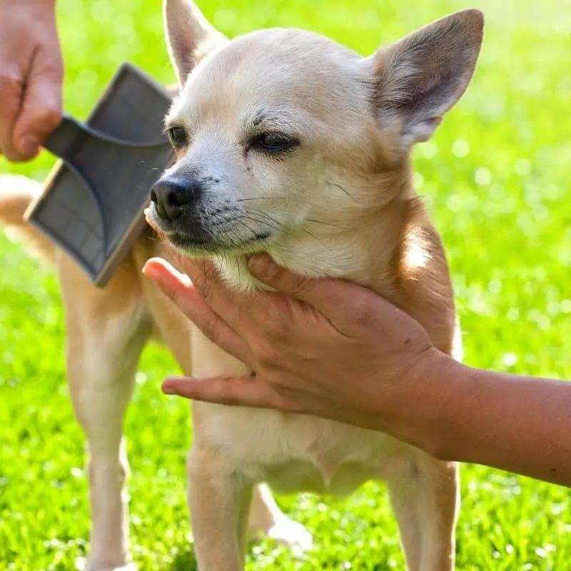 cuanto dura la muda de pelo de un chihuahua - Cómo quitarle el pelo muerto a mi perro chihuahua