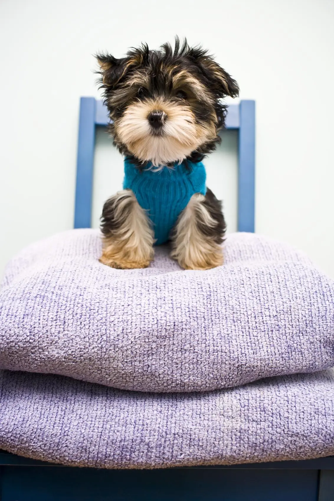 como quitar el pelo de perro de la cama - Cómo quitarle los pelos de perro a las cobijas