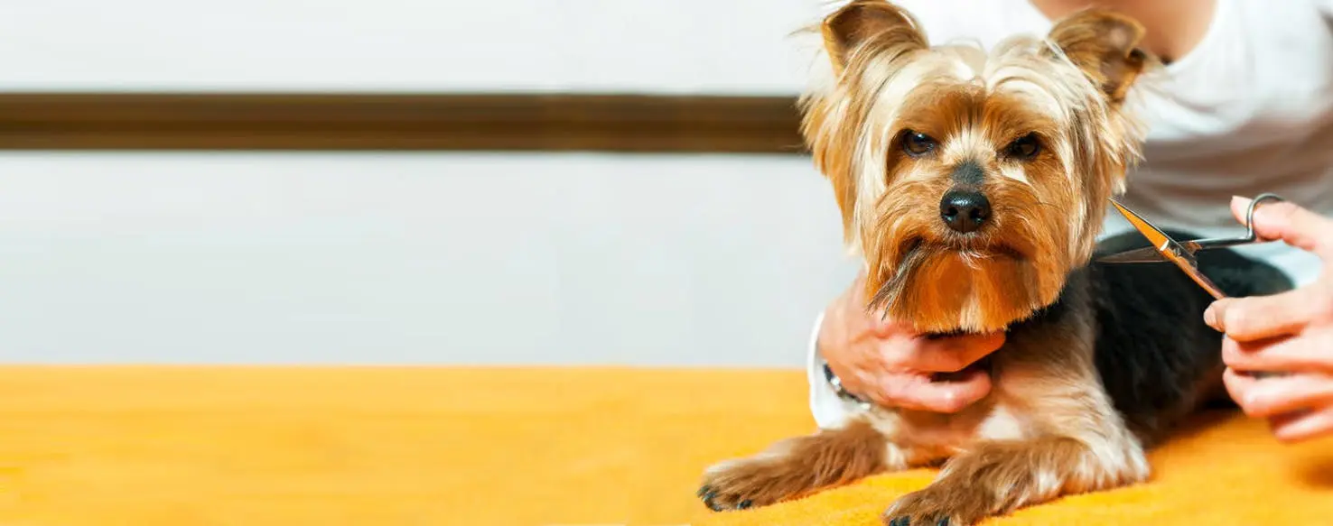 como cortar el pelo de las orejas a un yorkshire - Cómo recortar las orejas de Yorkie con tijeras