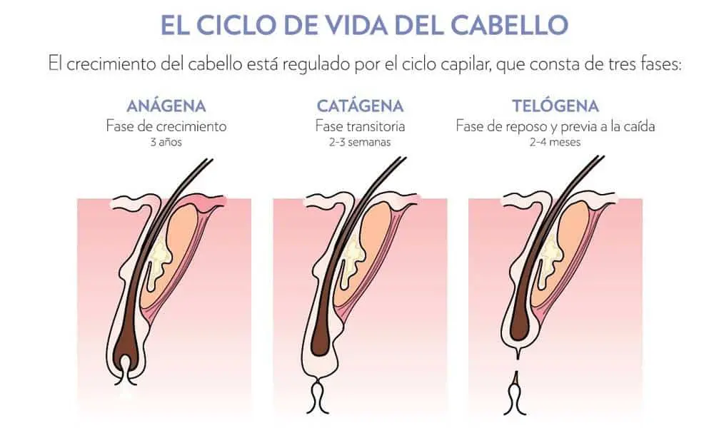 etapas de crecimiento del pelo - Cómo saber si estoy en la fase telógena