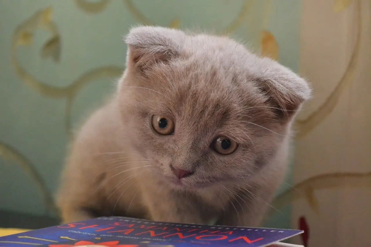 porque los gatos vomitan pelo - Cómo saber si mi gato tiene una bola de pelo atorada