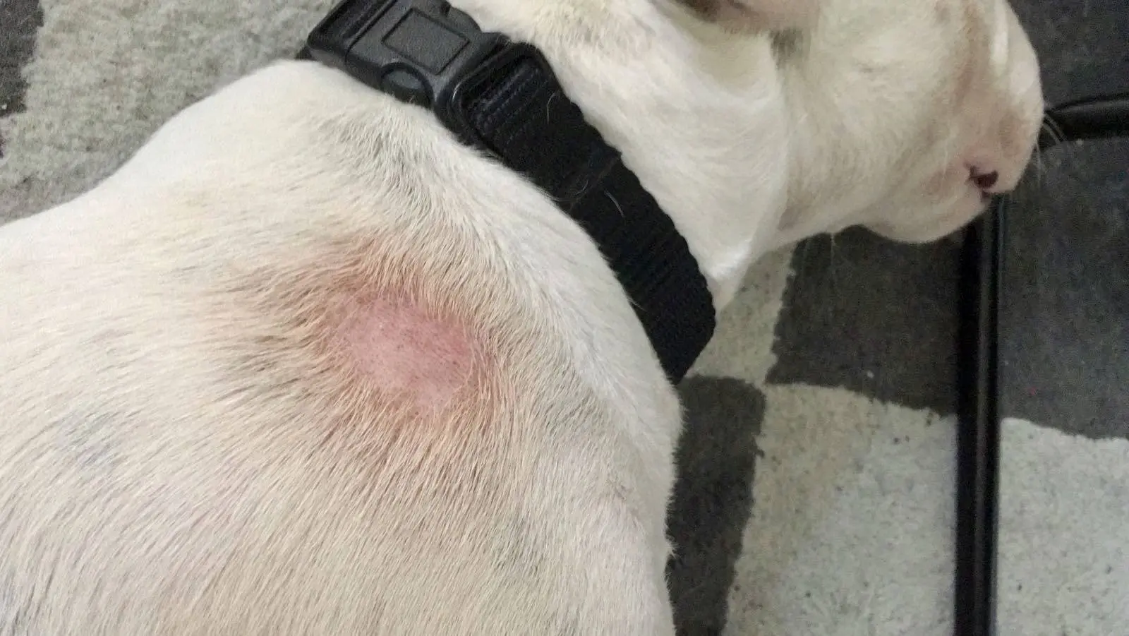 mi perro no tiene pelo en algunas partes - Cómo saber si mi perro sufre de alopecia