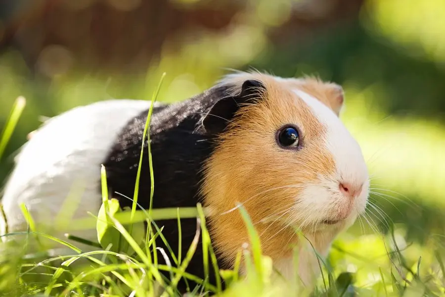 perdida de pelo en cobayas - Cómo saber si tu cobaya está enfermo