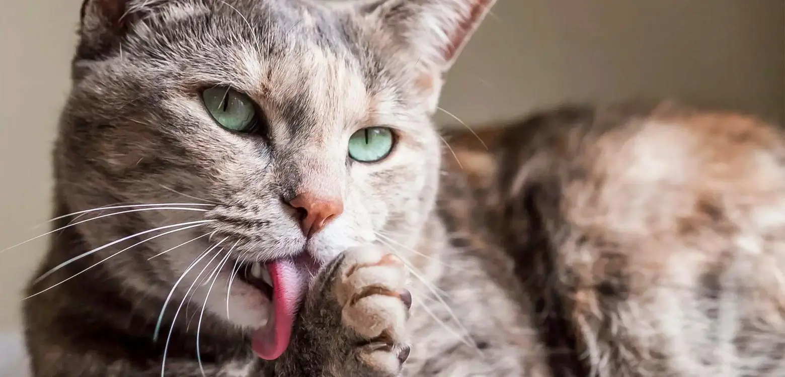 porque mi gato tiene el pelo graso - Cómo sacar grasa del pelo del gato