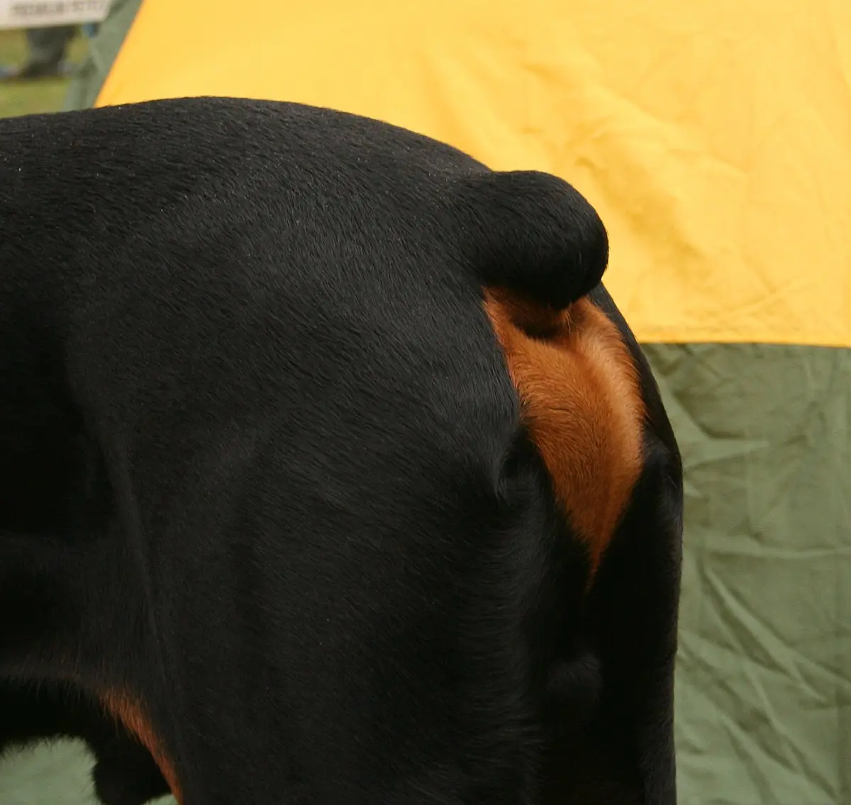 como cortar el pelo de la cola de un perro - Cómo se corta la cola del perro