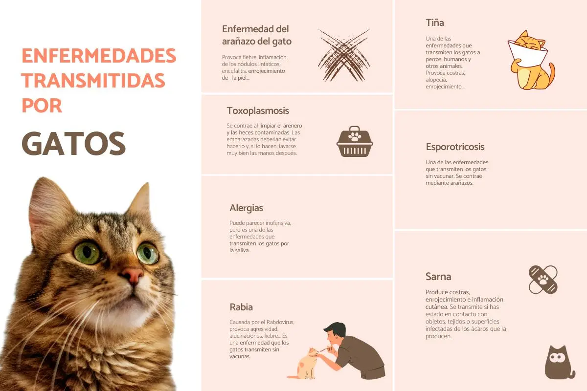 infecciones por pelo de gato - Cómo se cura el hongo de gato en personas