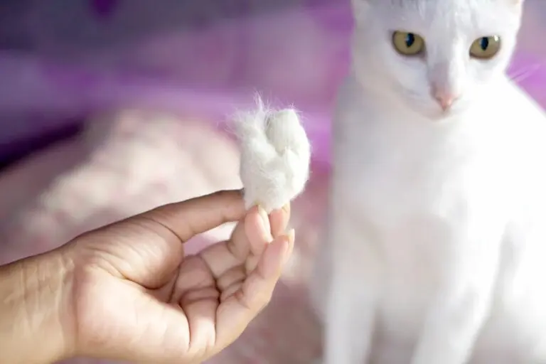 mi gato tiene huecos sin pelo - Cómo se cura la alopecia en gatos