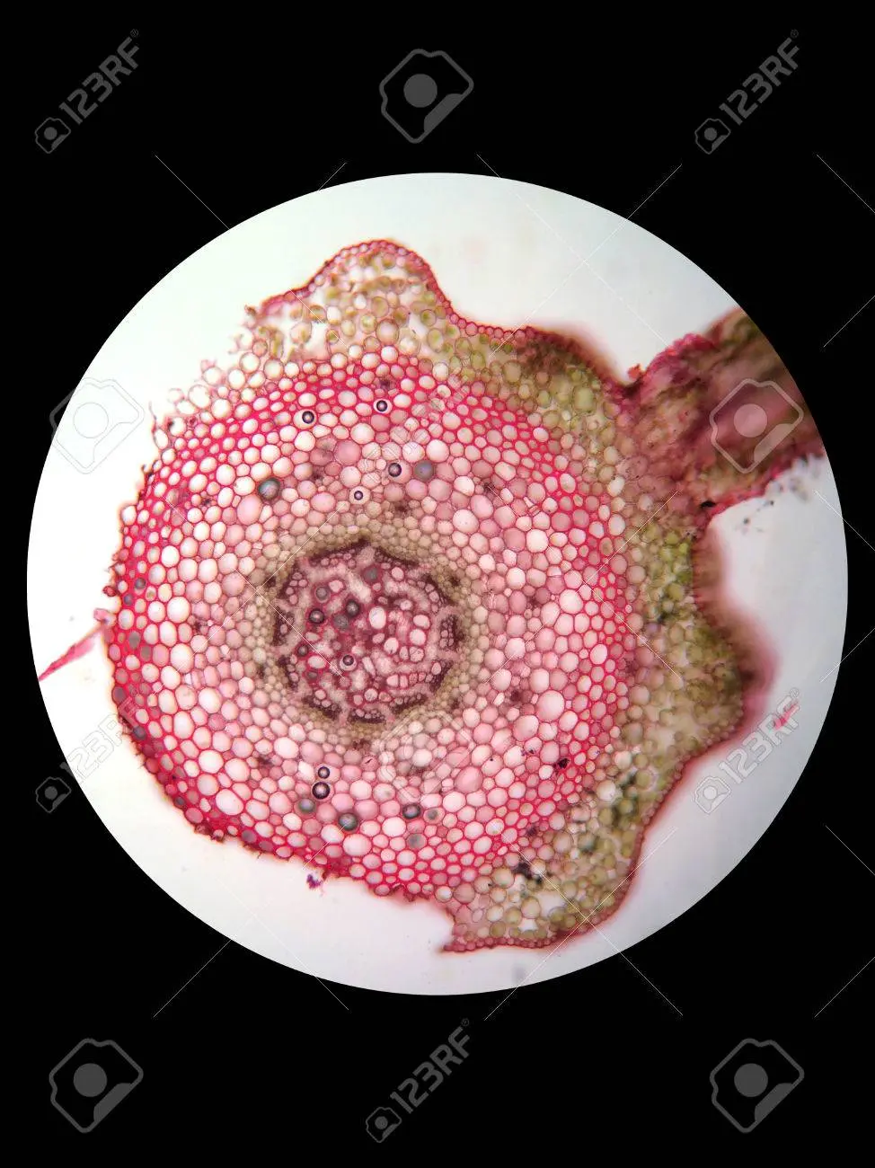 capilar de una olanta al microsxopio - Cómo se hacen los cortes para observar en el microscopio