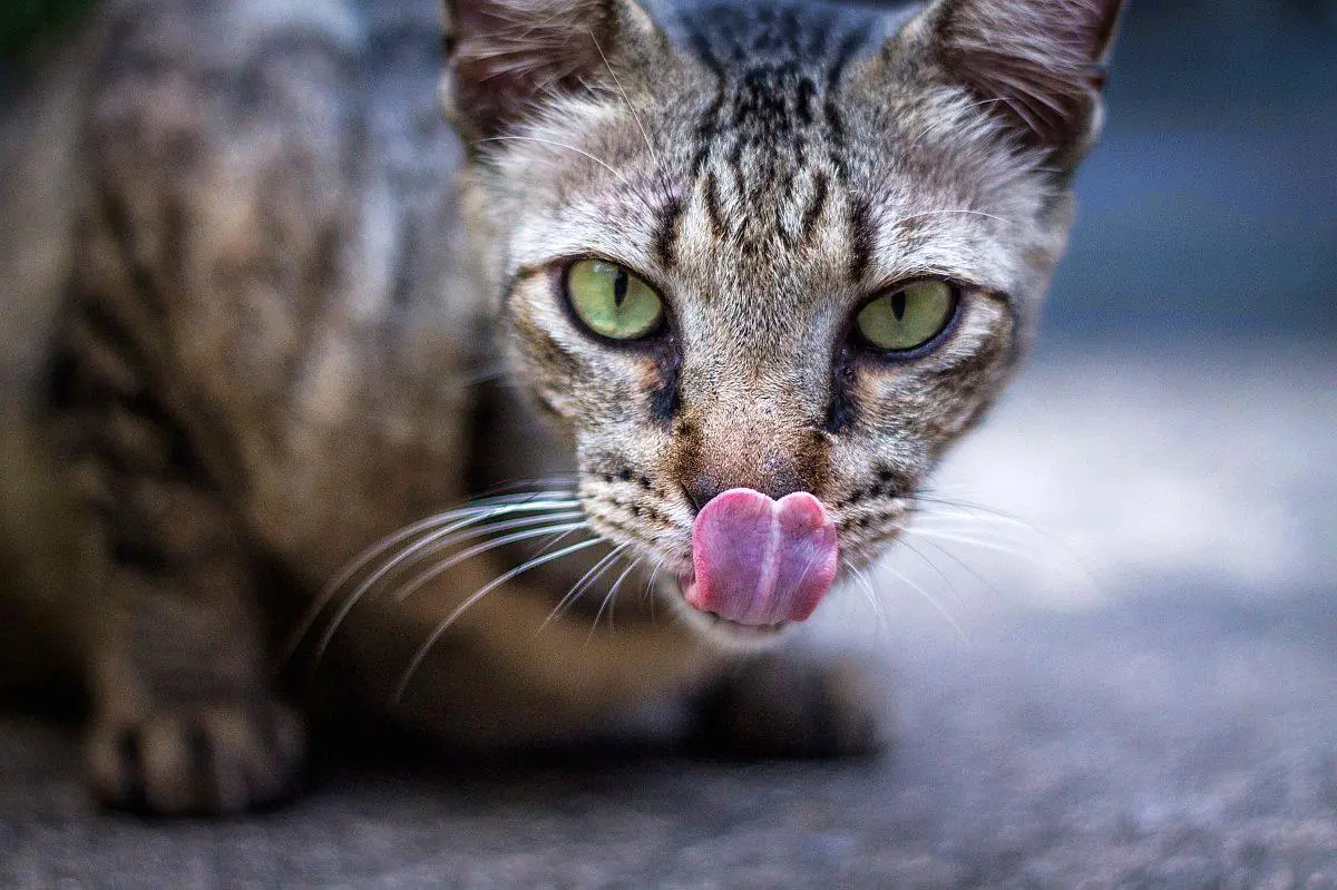 alergia al pelo de gato nombre - Cómo se le llama a la alergia a los gatos