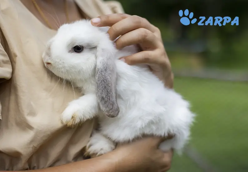 porque mi conejo suelta mucho pelo - Cómo se le quita el pelo a un conejo