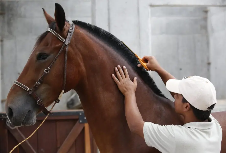 corte de pelo en caballos - Cómo se llama cuando le cortan el pelo a los caballos