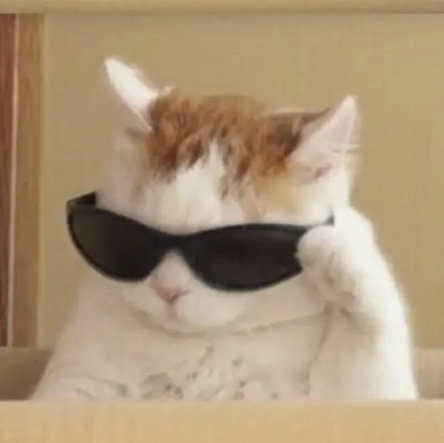 gato con peluca y lentes meme - Cómo se llama el gato famoso de TikTok