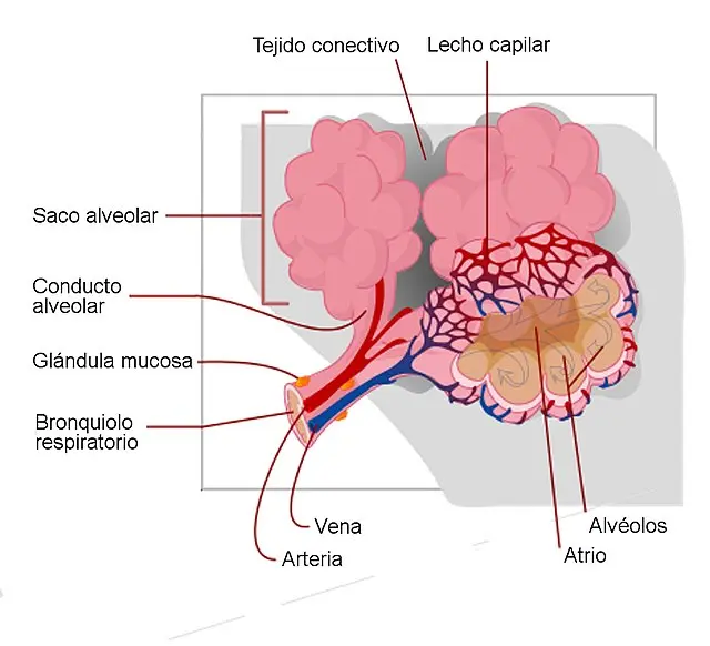 liquido intersticial entre alveolos y capilar - Cómo se llama el líquido en los alvéolos