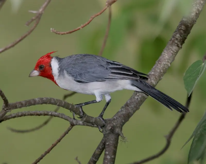 pajaro con pelo en la cabeza - Cómo se llama el pájaro que tiene una cresta en la cabeza