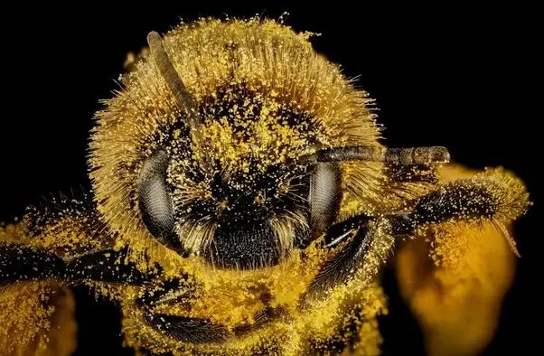 la abeja tiene pelo - Cómo se llama el pelo de la abeja