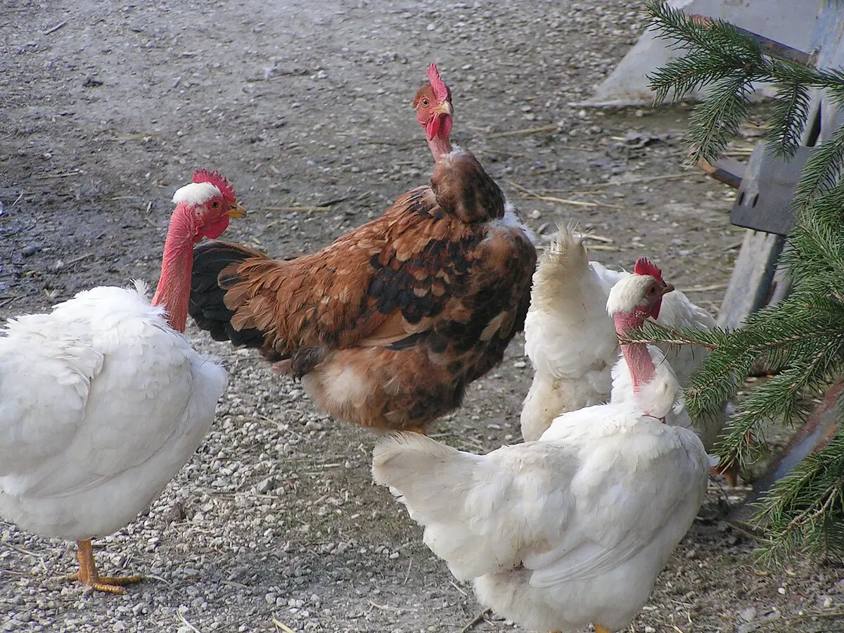 gallinas con pelo en la cabeza - Cómo se llama la gallina que no tiene pelo en el cuello