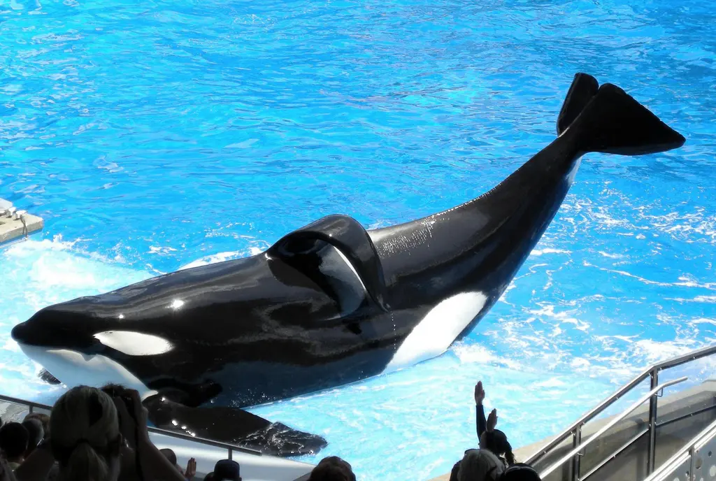 orca de peluce - Cómo se llama la orca de SeaWorld Orlando