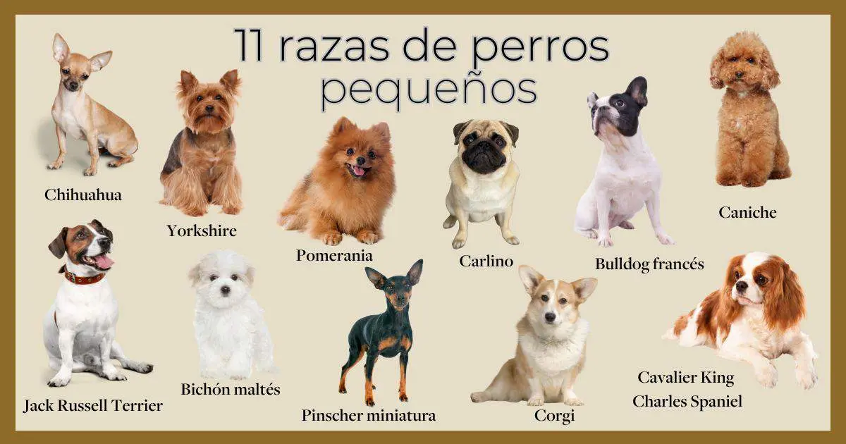 raza de perro con pelo rizado - Cómo se llama la raza de los perros chinitos