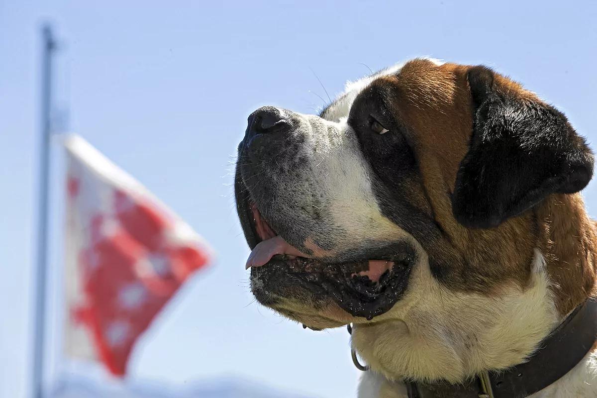 perro grande blanco pelo largo - Cómo se llama la raza de los perros grandes