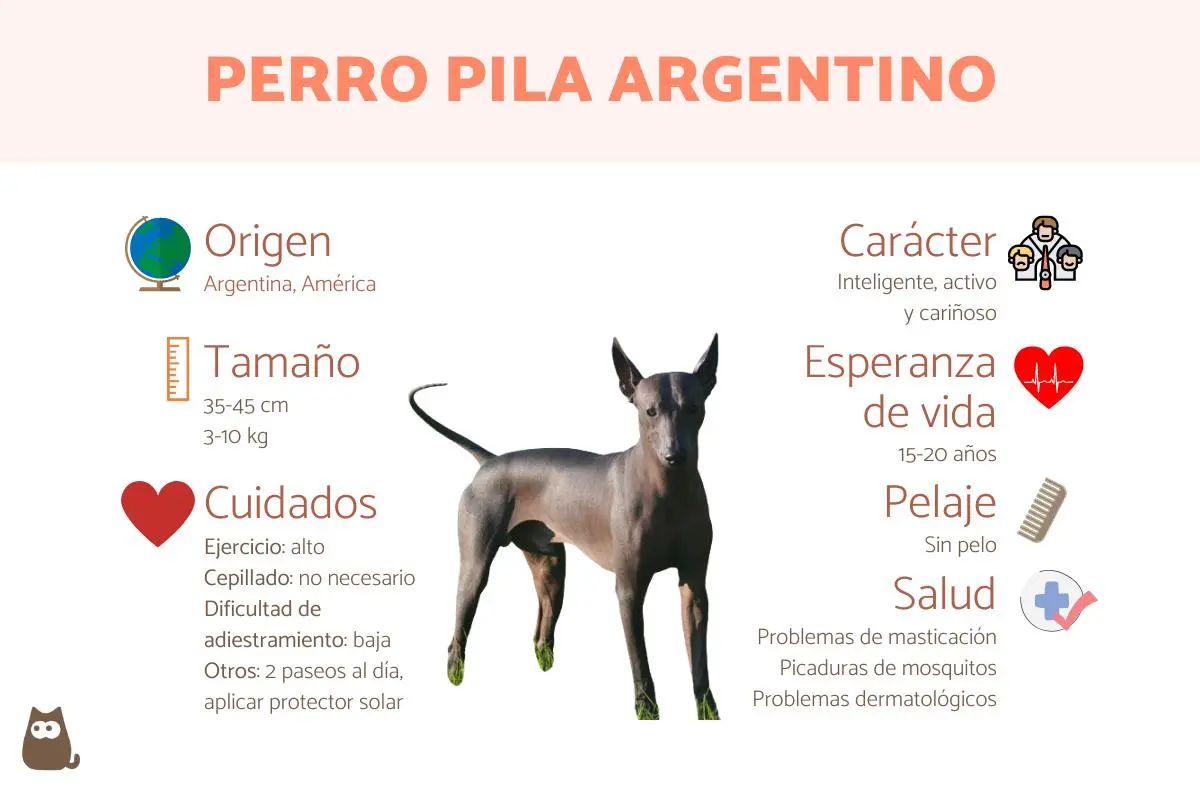 perro argentino sin pelo - Cómo se llama la raza de perro Pila