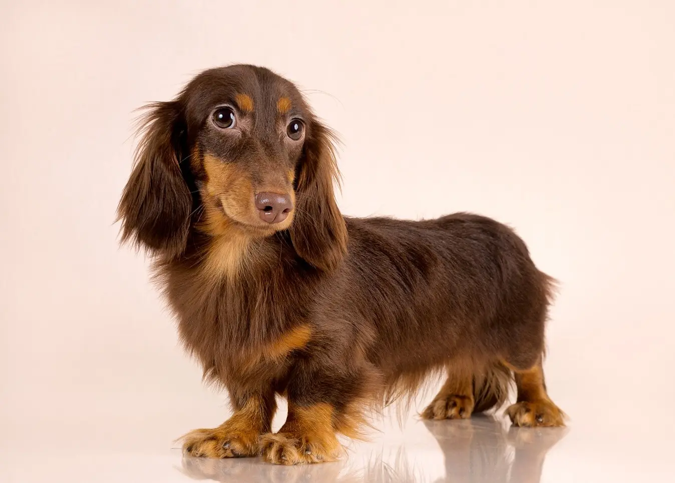 perro salchicha pelo largo - Cómo se llama la raza de perro salchicha con pelo largo