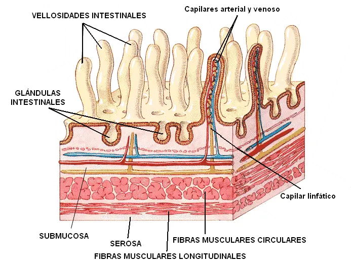 que funcion cumple el capilar venoso del intestino delgado - Cómo se llama la vena del intestino delgado