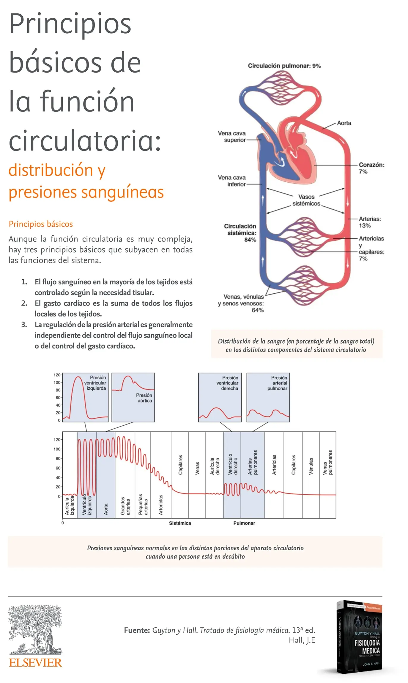 concepto de factor sanguíneo y tiempo de tránsito capilar - Cómo se lleva a cabo el transporte de oxígeno en la sangre