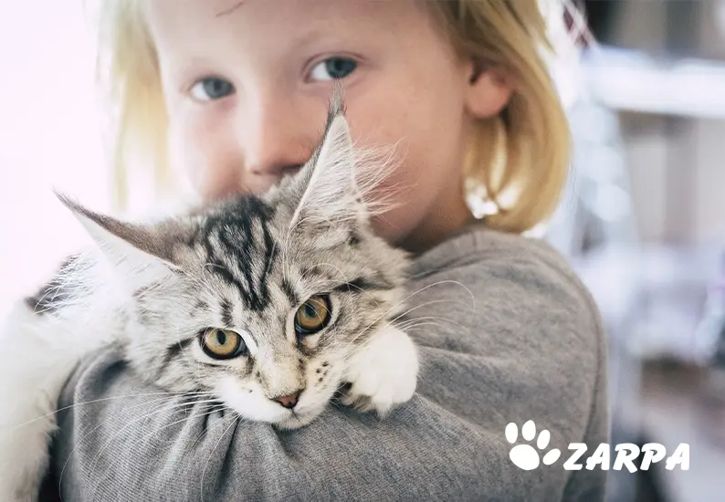 caida de pelo en gatos por estres - Cómo se manifiesta el estrés en los gatos